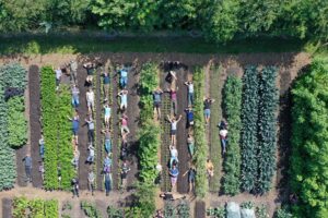 People lying down in vegetable beds